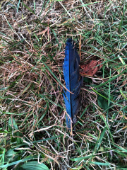 bluejay-vis.jpg