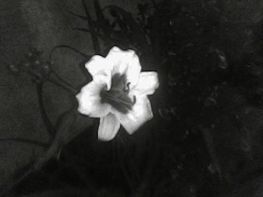 daylily-uv.jpg