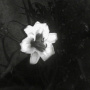 daylily-uv.jpg