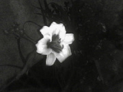 daylily-uv.jpg