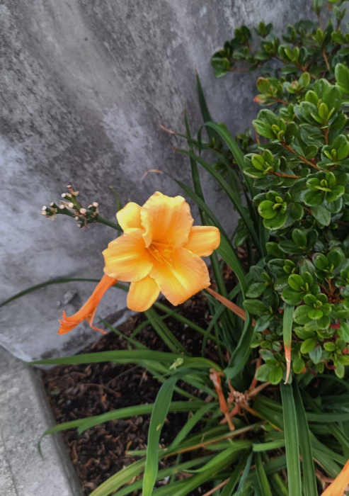 daylily-vis.jpg