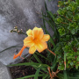 daylily-vis.jpg