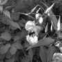 him-balsam-nir.jpg