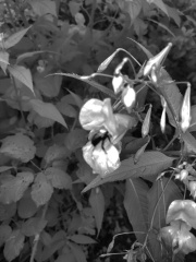 him-balsam-nir.jpg