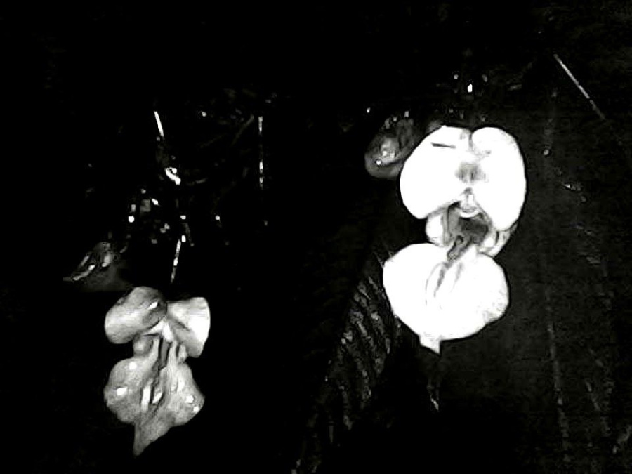him-balsam-uv.jpg