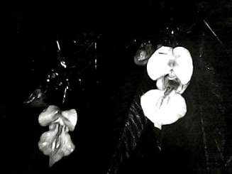 him-balsam-uv.jpg