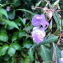 him-balsam-vis.jpg