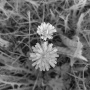meadow-dand-nir.jpg