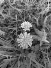 meadow-dand-nir.jpg