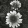 meadow-dand-uv.jpg