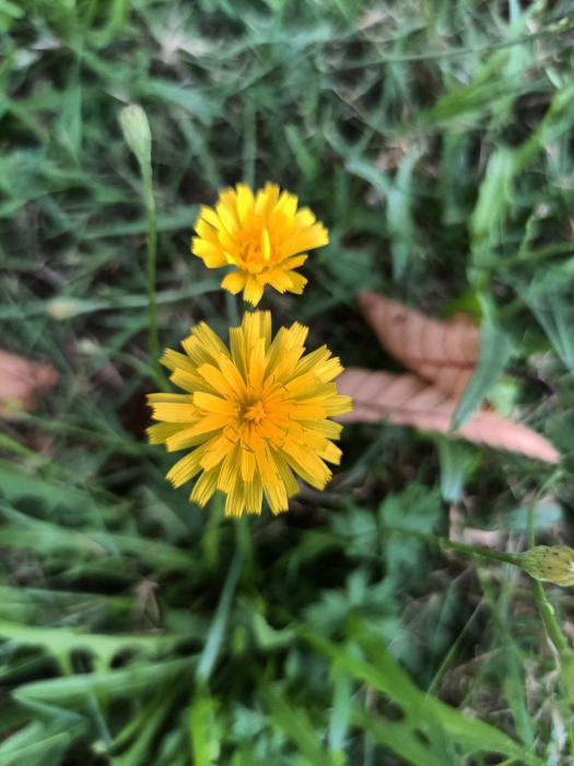 meadow-dand-vis.jpg