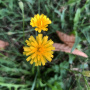 meadow-dand-vis.jpg
