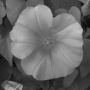 moonflower-nir.jpg