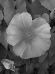 moonflower-nir.jpg