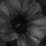 moonflower-uv.jpg