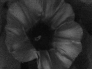 moonflower-uv.jpg