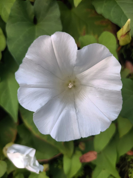 moonflower-vis.jpg