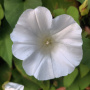 moonflower-vis.jpg