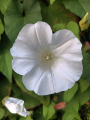 moonflower-vis.jpg