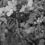oregon-grape-nir.jpg