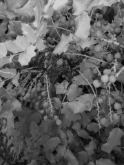 oregon-grape-nir.jpg
