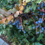 oregon-grape-vis.jpg