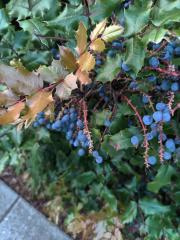 oregon-grape-vis.jpg