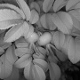 rosehip-nir.jpg