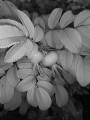 rosehip-nir.jpg