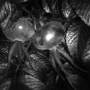 rosehip-uv.jpg
