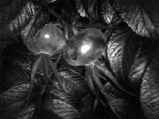 rosehip-uv.jpg