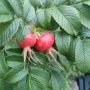 rosehip-vis.jpg