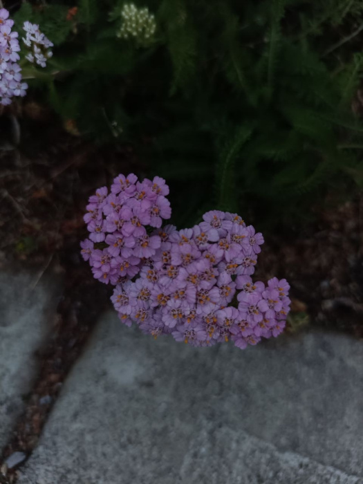 yarrow-lav-vis.jpg