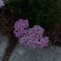 yarrow-lav-vis.jpg